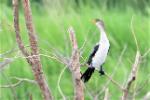 Cormoran africain / Long-tailed Cormorant