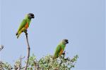 Perroquet youyou / Senegal Parrot