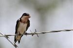 Hirondelle de Guinée / Red-chested Swallow