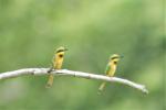 Guêpier nain / Little Bee-eater