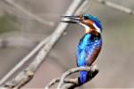 Martin-pêcheur huppé / Malachite Kingfisher