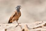Bruant cannelle / Cinnamon-breasted Rock Bunting