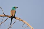 Rollier d'Abyssinie / Abyssinian Roller