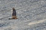 Busard des roseaux / Western Marsh Harrier