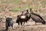 Vautour charognard / Hooded Vulture