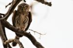 Chevêchette perlée / Pearl-spotted Owlet