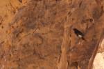 Traquet à tete blanche / White-crowned Black Wheatear