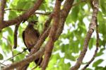 Cratérope brun / Brown Babbler