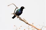 Choucador à oreillons bleus / Greater Blue-eared Starling