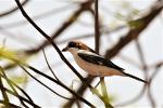 Pie-grièche à tête rousse / Woodchat Shrike