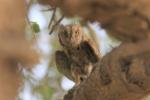 Petit-duc scops / Eurasian Scops Owl