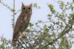 Grand-duc du Sahel / Greyish Eagle Owl (cinerascens)