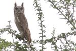 Grand-duc du Sahel / Greyish Eagle Owl (cinerascens)
