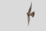 Faucon chicquera / Red-necked Falcon