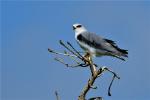 Elanion blanc / Black-shouldered Kite
