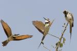 Guêpier à gorge blanche / White-throated Bee-eater