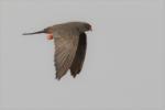 Faucon kobez / Red-footed Falcon