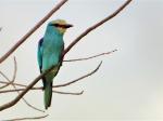 Rollier d'Abyssinie / Abyssinian Roller