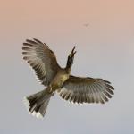 Calao à bec noir / African Grey Hornbill