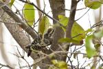 Pic à dos brun / Brown-backed Woodpecker