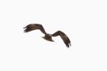 Aigle ravisseur / Tawny Eagle