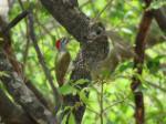 Pic à taches noires juv./ Fine-spotted Woodpecker