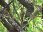 Pic à taches noires / Fine-spotted Woodpecker