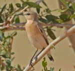 Traquet isabelle / Isabelline Wheatear
