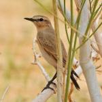 Traquet isabelle / Isabelline Wheatear