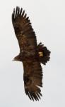 Aigle des steppes / Steppe Eagle