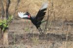 Bucorve d'Abyssinie male/ Abyss Ground Hornbill