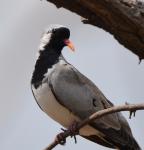 Tourterelle masquée / Namaqua Dove