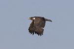 Aigle d'Ayres / Ayres's Hawk Eagle