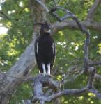 Aigle huppard / Long-crested Eagle