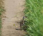 R�le africain / African Crake