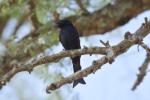 Drongo brillant / Fork-tailed Drongo