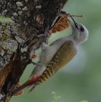 Pic goertan / Grey Woodpecker