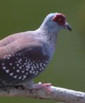 Pigeon roussard / Speckled Pigeon