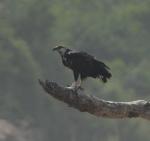 Pygargue vocifer / African Fish Eagle