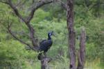 Bucorve d'Abyssinie / Abyssinian Ground Hornbill