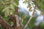 Guêpier d'Orient / Little Green Bee-eater