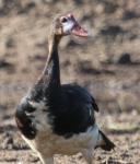 Oie-armée de Gambie / Spur-winged Goose