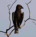 Circaète brun / Brown Snake Eagle