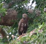 Circaète brun / Brown Snake Eagle