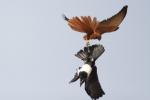 Fox Kestrel vs Pied Crow (3)