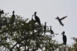 Cormoran africain / Long-tailed Cormorant