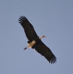 Cigogne épiscopale / Woolly-necked Stork