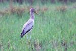 Tantale ibis / Yellow-billed Stork