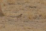 Pipit rousseline / Tawny Pipit